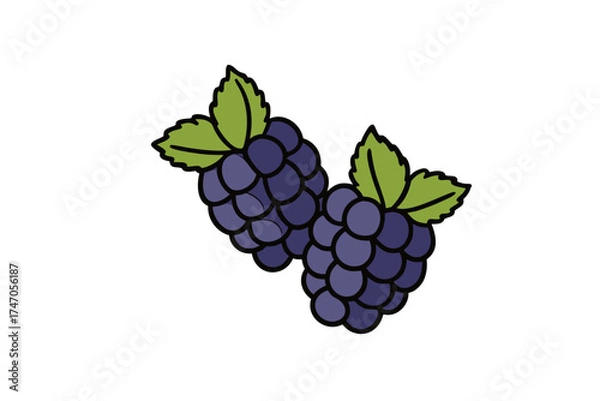 Obraz Vector illustration of fresh ripe grapes and blackberries on a vine with leaves