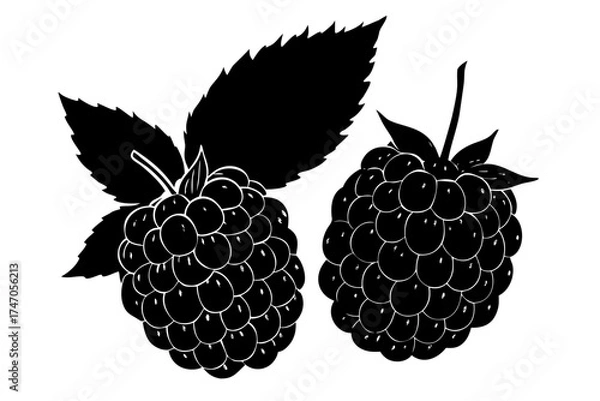 Obraz Blackberry, strawberry, and raspberry vector illustration of fresh, sweet, and ripe summer berries