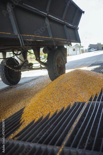 Fototapeta Pile of harvested corn at collection point