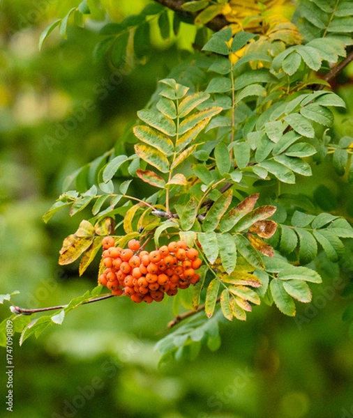 Fototapeta red berries of a rowan