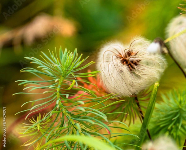Fototapeta Autumn grass after the first frost