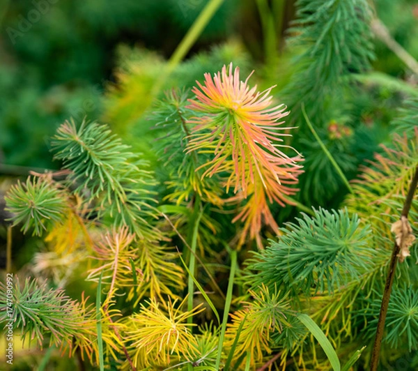 Fototapeta Autumn grass after the first frost