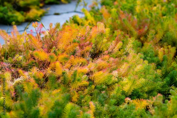 Fototapeta Autumn grass after the first frost