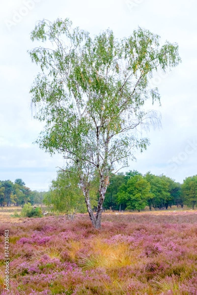 Obraz lonely tree in the field