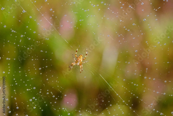 Obraz Spider on web with dew