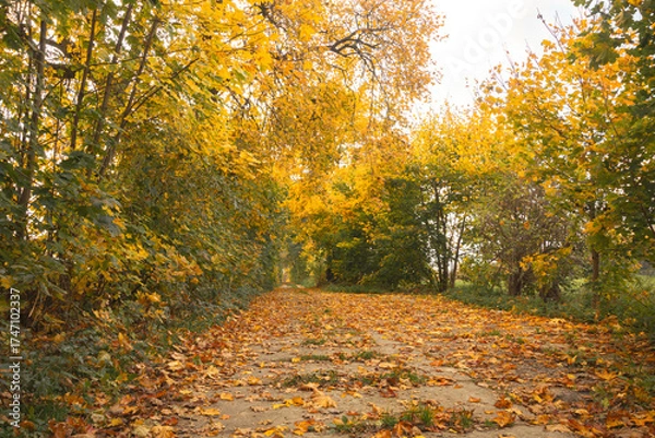 Fototapeta autumn in the park
