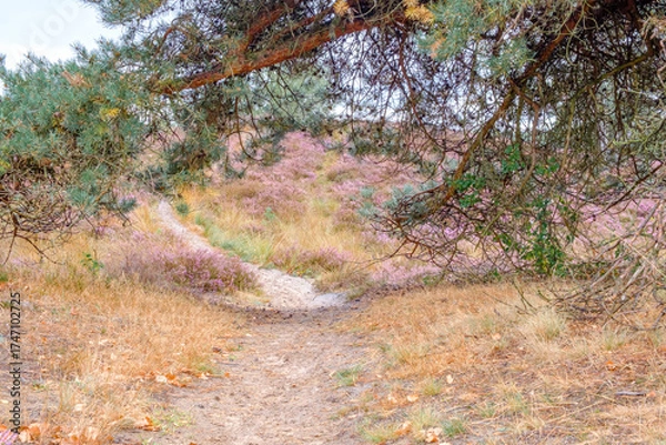 Obraz Pathway through heather landscape