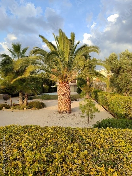 Fototapeta Palm tree in landscaped Mediterranean garden at golden hour, tropical backyard design with lush greenery