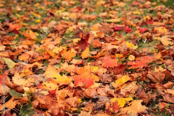 Fototapeta autumn leaves on the ground