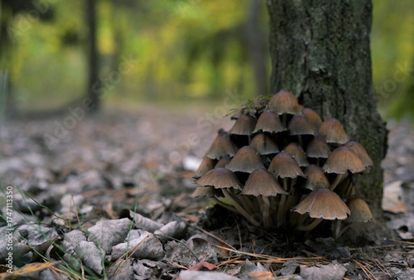 Obraz Mica Cap Mushrooms (Coprinellus micaceus) Growing at Tree Base in Autumn Forest