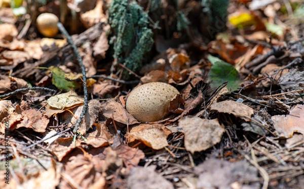 Fototapeta Brown mushroom growing among dry autumn leaves and pine needles on forest ground. Macro shot of woodland floor with natural textures. Autumn nature and forest ecosystem concept for design and print.