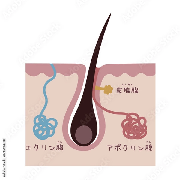 Fototapeta 汗腺の構造を示す美容イラスト