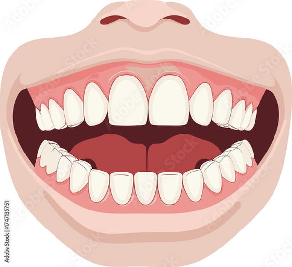 Fototapeta Realistic medical illustration of an open human mouth showing teeth, gums, and oral cavity structure, ideal for dental education or anatomy reference.