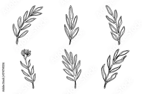 Obraz Hand Drawn Leaf Brush Ink Elements. Black Crayon Texture Botanical Floral Silhouette Vector Illustration on White Background