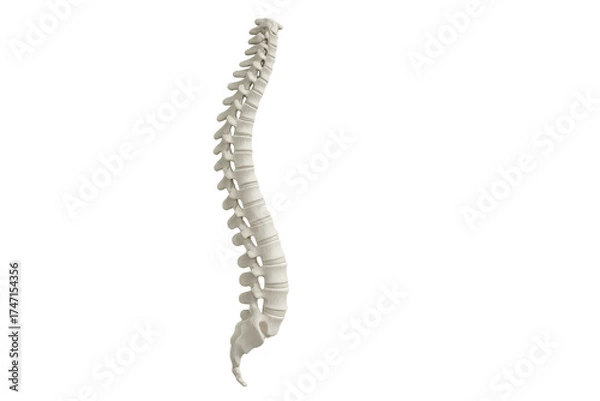 Obraz Human spine anatomy model presenting medical structure
