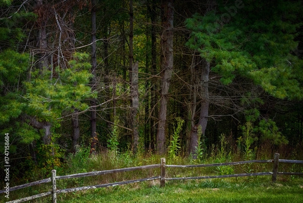 Fototapeta Woodland Forest with Split Rail Fence on the Border Edge