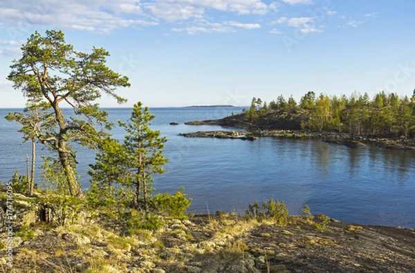 Fototapeta Pines on the granite slope on the shore of Ladoga Lake, Karelia, Russia.