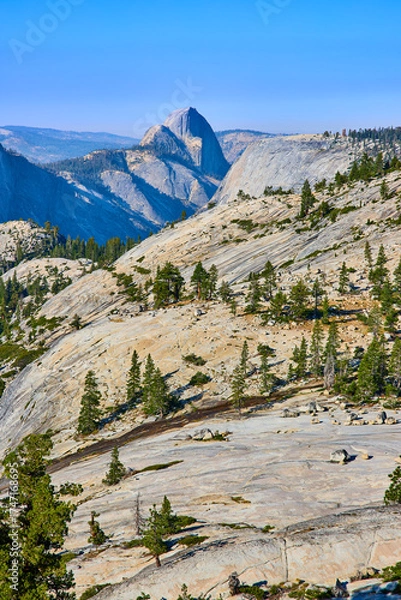 Fototapeta Half Dome Granite Slopes and Pine Trees at Olmsted Point Yosemite National Park