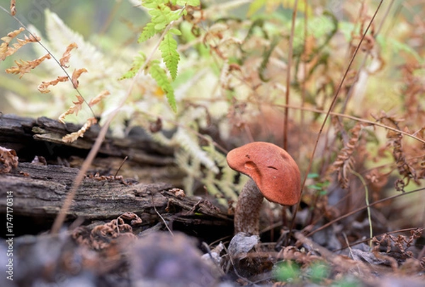 Obraz Red-Capped Bolete Mushroom (Leccinum aurantiacum) Growing in Autumn Forest