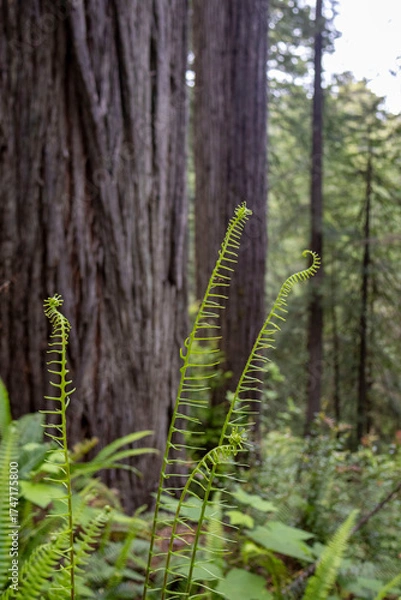 Obraz Unfurling fern on the forest floor in Redwood National and State Parks