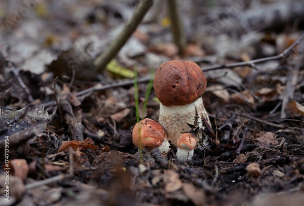 Obraz Horizontal photo of Red-Capped Scaber Stalk mushrooms (Leccinum aurantiacum) growing in forest soil