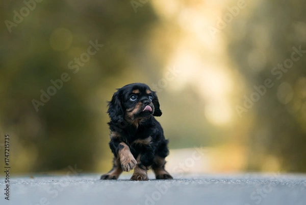 Fototapeta black tan cavalier king Charles spaniel puppy (stress situation)