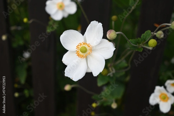 Obraz A white flower
