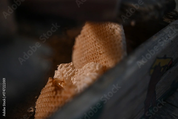 Obraz A beewax in a box