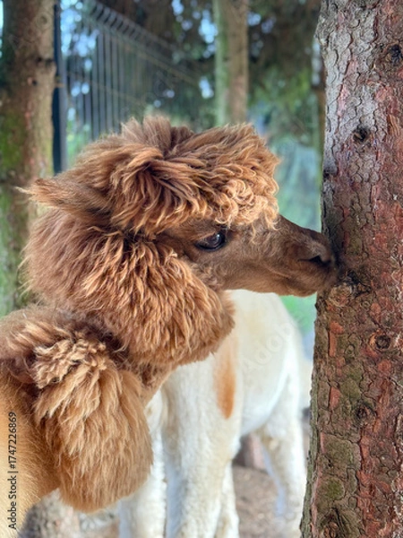 Fototapeta Adorable alpaca in an enclosure on a sunny day at the farm