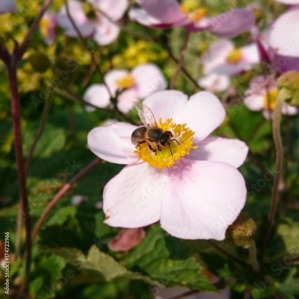 Obraz Rosa Blume mit Biene