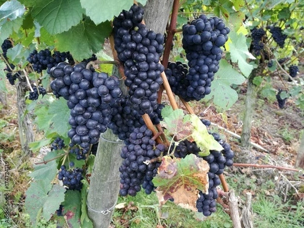 Obraz Weintrauben / Weinreben
