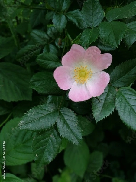 Obraz Wildrose / Silberware