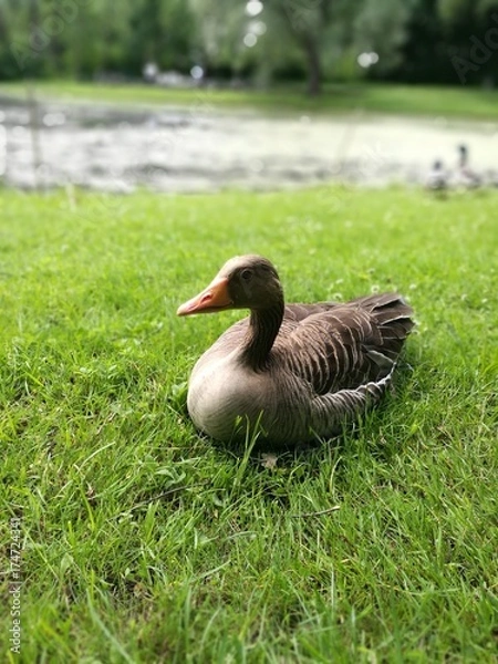 Obraz Graue Wildgans