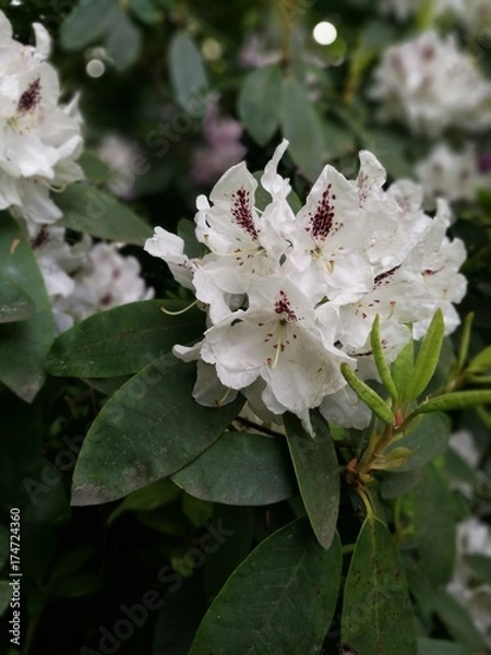 Obraz Weißer Rhododendron