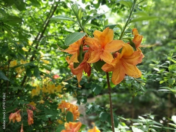 Obraz Orangene Blumen