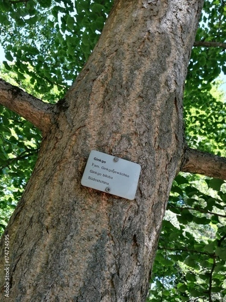 Obraz Ginko Baum