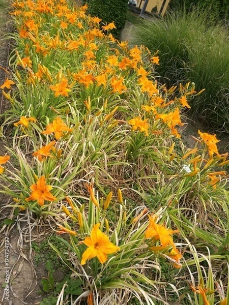 Obraz Orangene Lilien