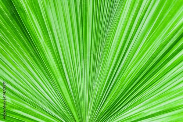 Obraz Closeup palm leaf texture.