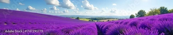 Obraz Breathtaking Vibrant Purple Lavender Fields Blooming Under a Summer Sky A Serene and Relaxing Nature Scene Perfect for Travel and Relaxation Themes