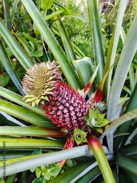 Obraz pineapple in the garden