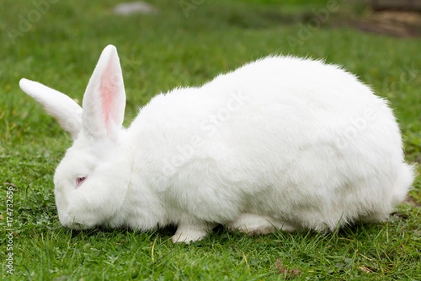 Obraz Biały królik olbrzymi flamandzki