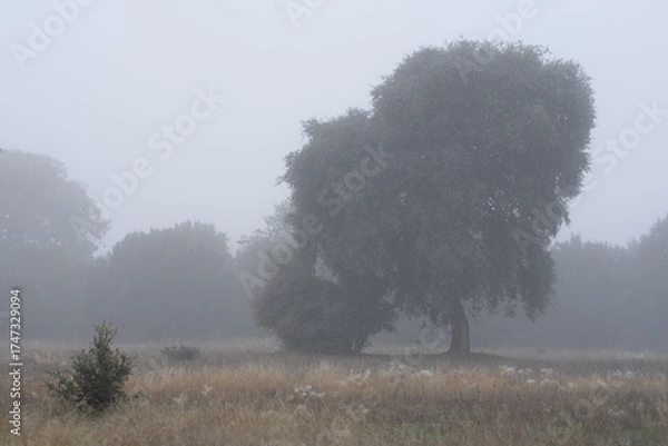 Fototapeta Foggy holm Oak Forest with Moss-Covered Trees in winter.