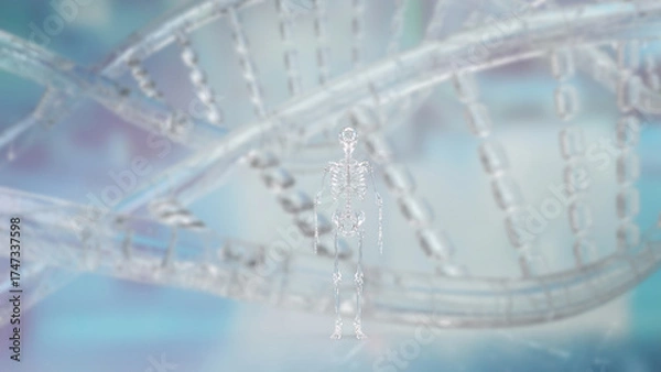 Fototapeta The Crystal Skelton for Sci or education concept 3d Rendering.
