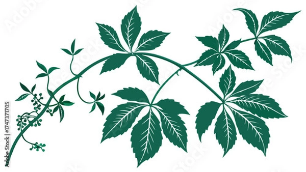 Fototapeta Five-Leaf Plant Branch with Berries Green Foliage Illustration Botanical Design Element.