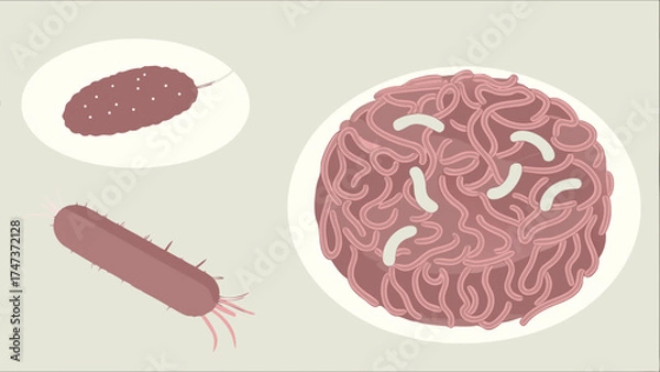 Fototapeta Illustration of various microbial cells and structures including cocci bacilli and spirochetes.