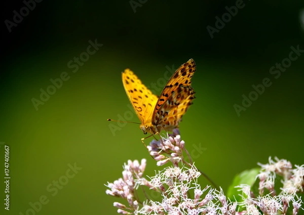 Obraz ツマグロヒョウモン