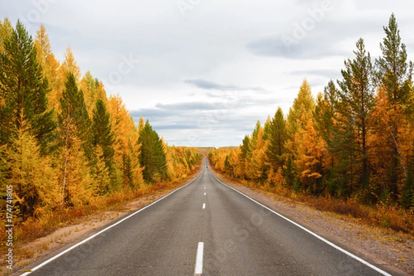 Obraz  Direct road in a colorful autumn forest 