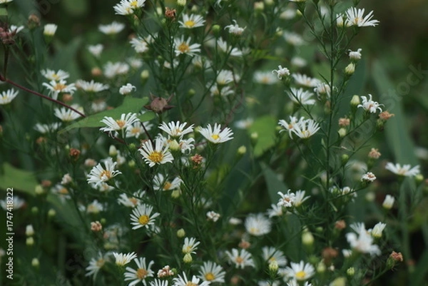 Obraz 미국쑥부쟁이