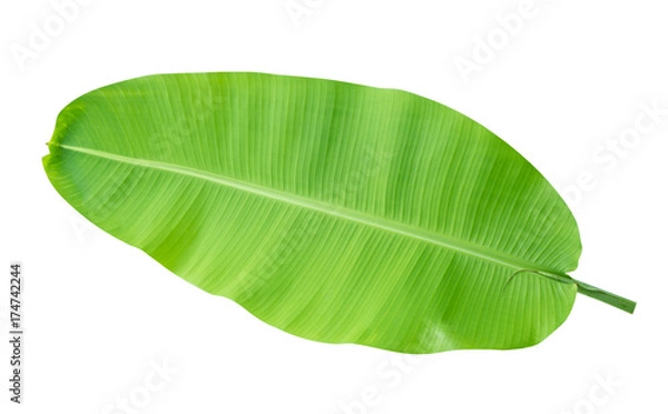 Fototapeta Fresh green tropical banana leaf isolated on white background, clipping path included