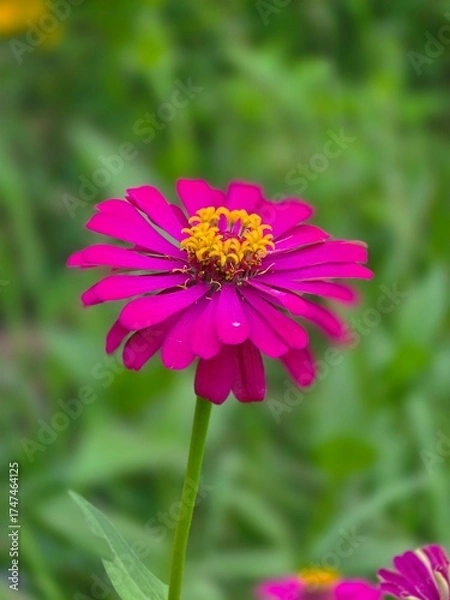 Obraz pink cosmos flower